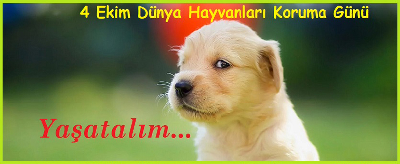 <h1>4 Ekim Dünya Hayvanları Koruma Günü</h1>